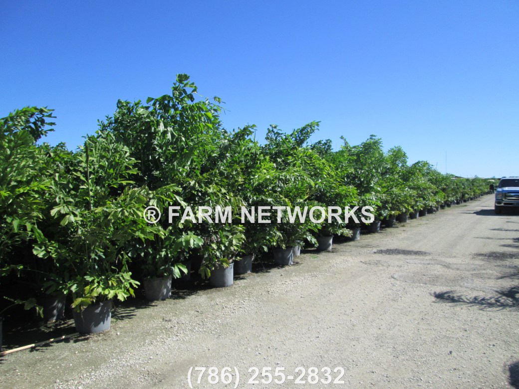 South-Florida-Fishtail-Palm