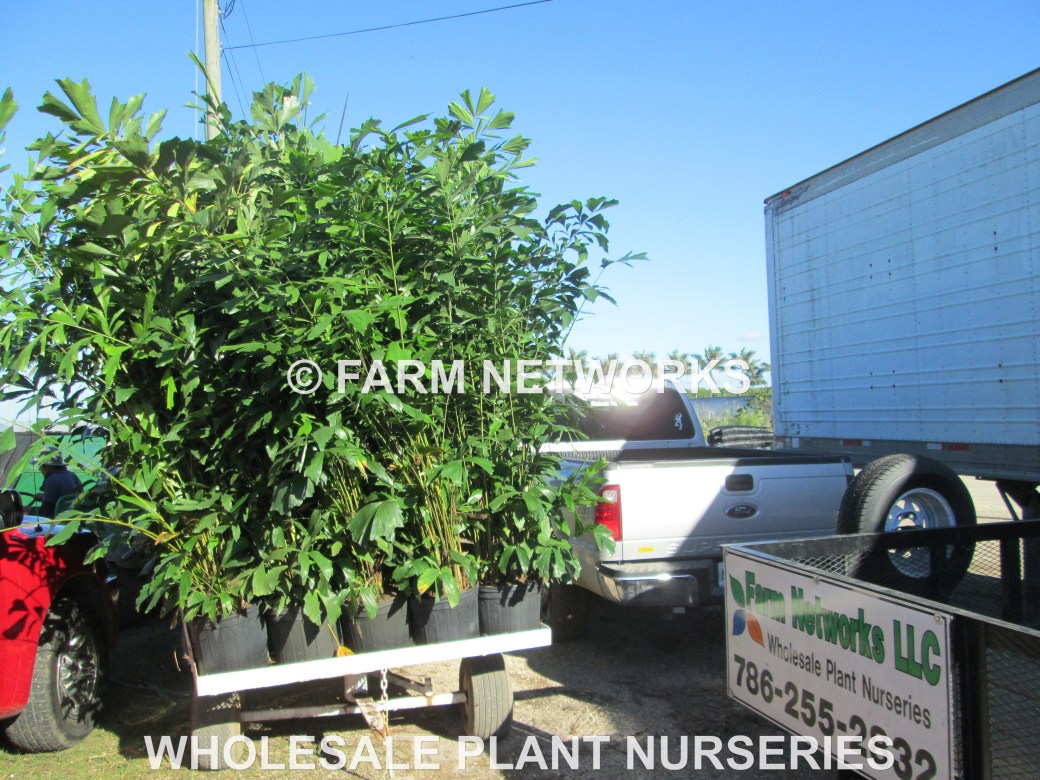 Stuart-Fishtail-Palm