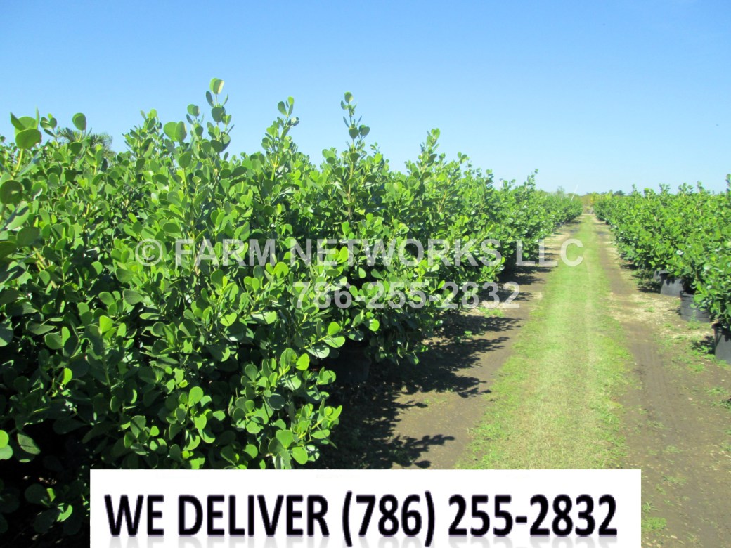Field Grown Clusia Guttifera
