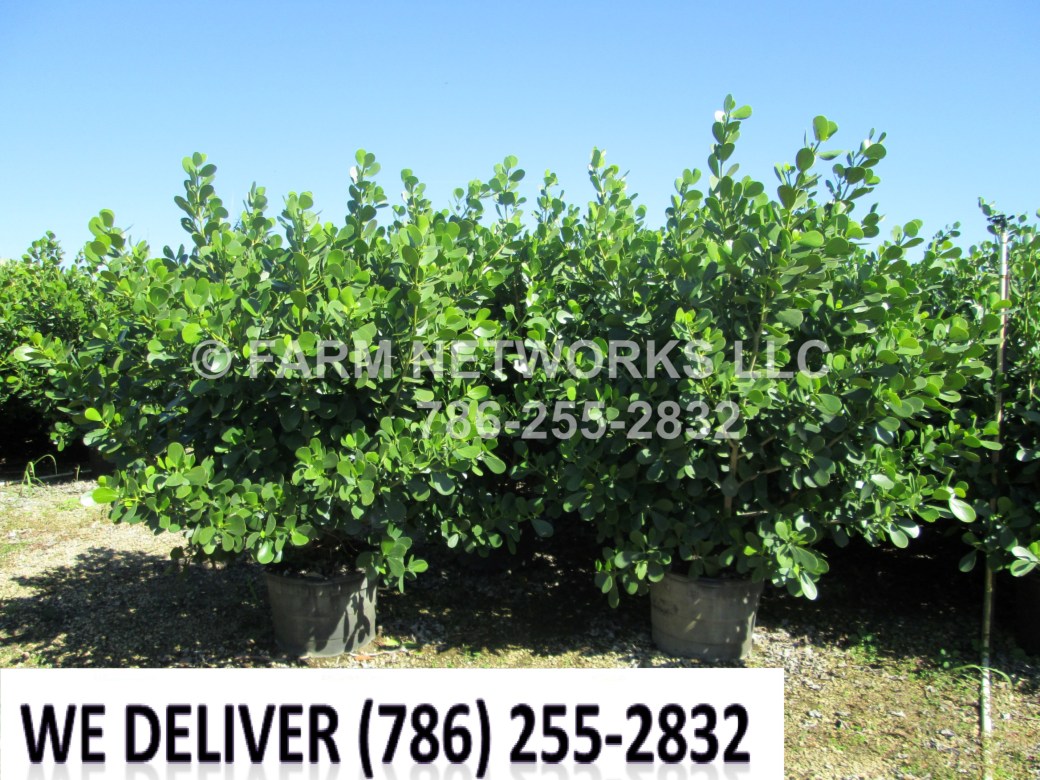 25 Gallon-Florida Clusias