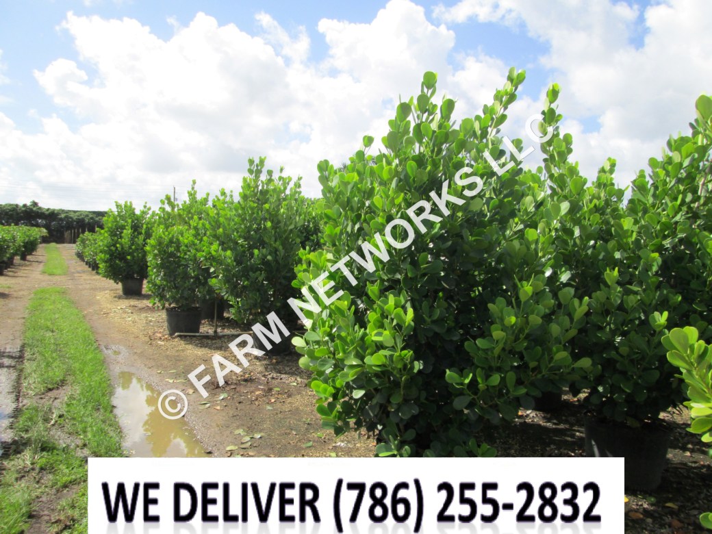 30 Gallon-Florida Clusias